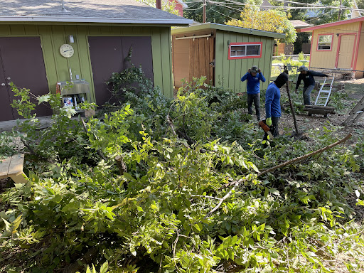 Box Tree Care Emphasizes Comprehensive Tree Care Services for Property Safety